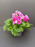 Primula Obconica