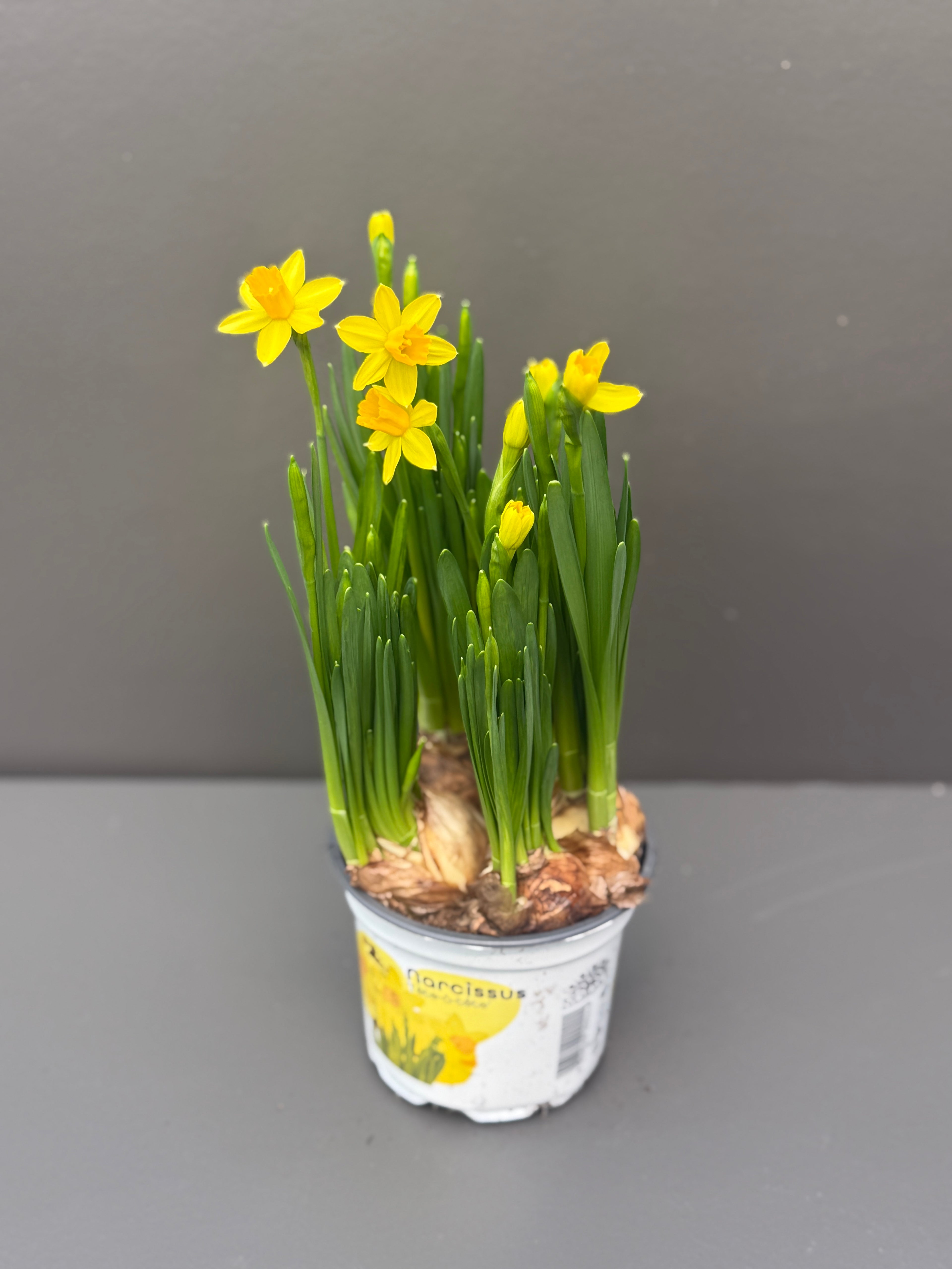 Påskeliljer - 12cm potte