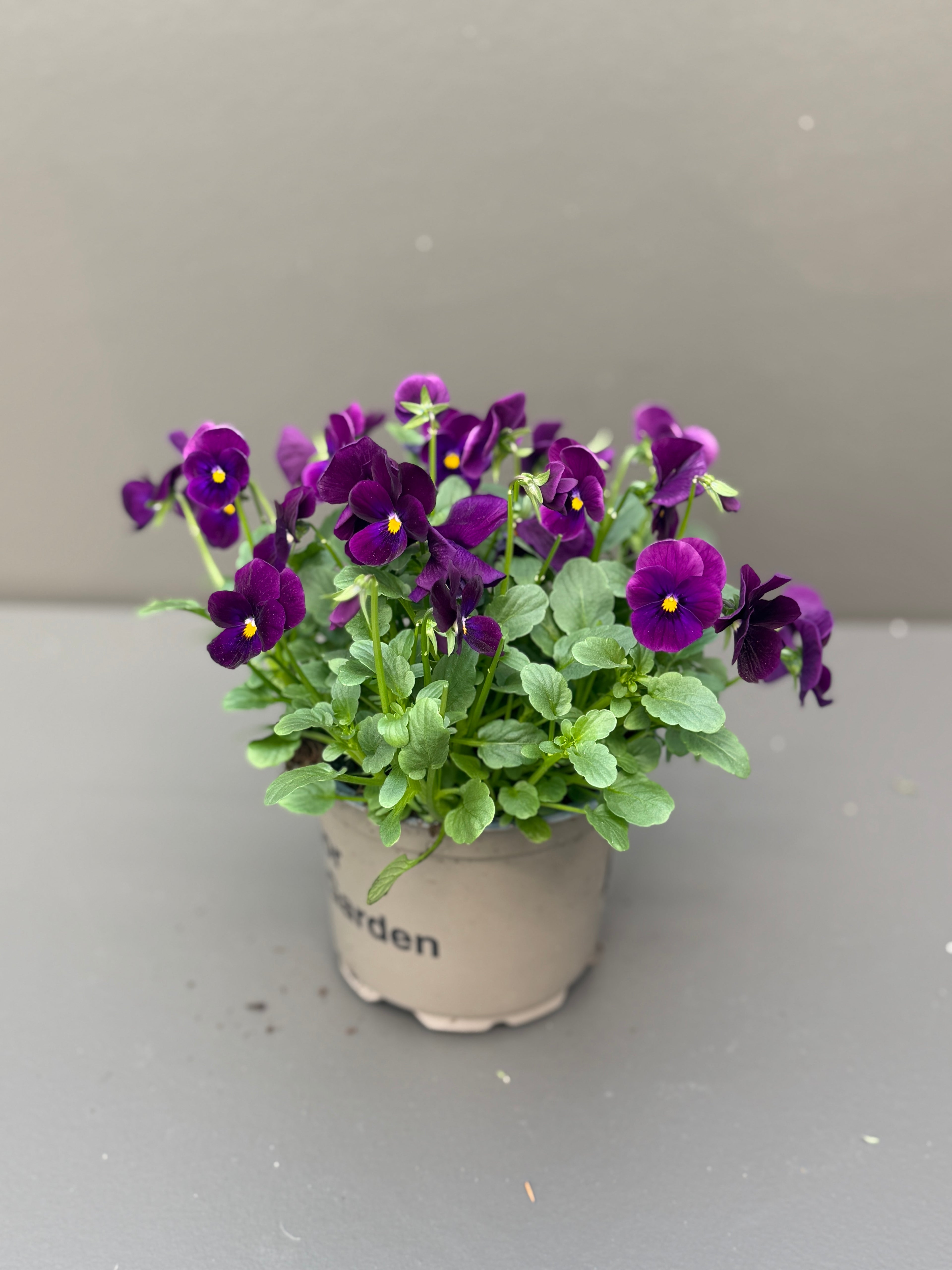 Stemorsblomster i 12cm potte