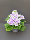 Primula Obconica