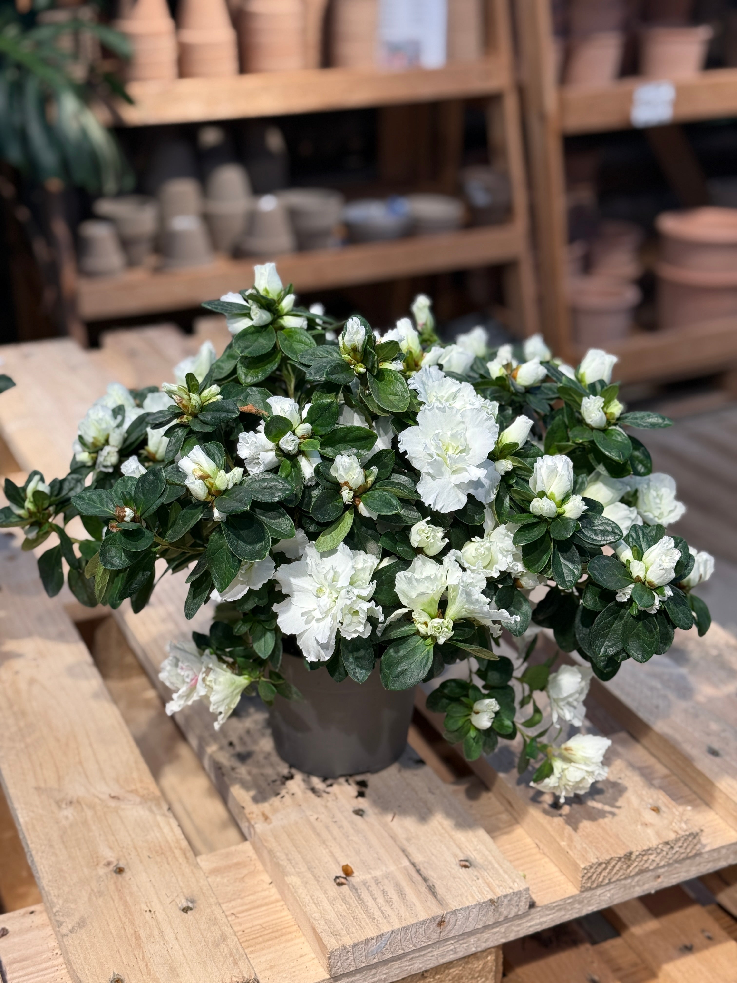 Azalea, Hvit. Stor