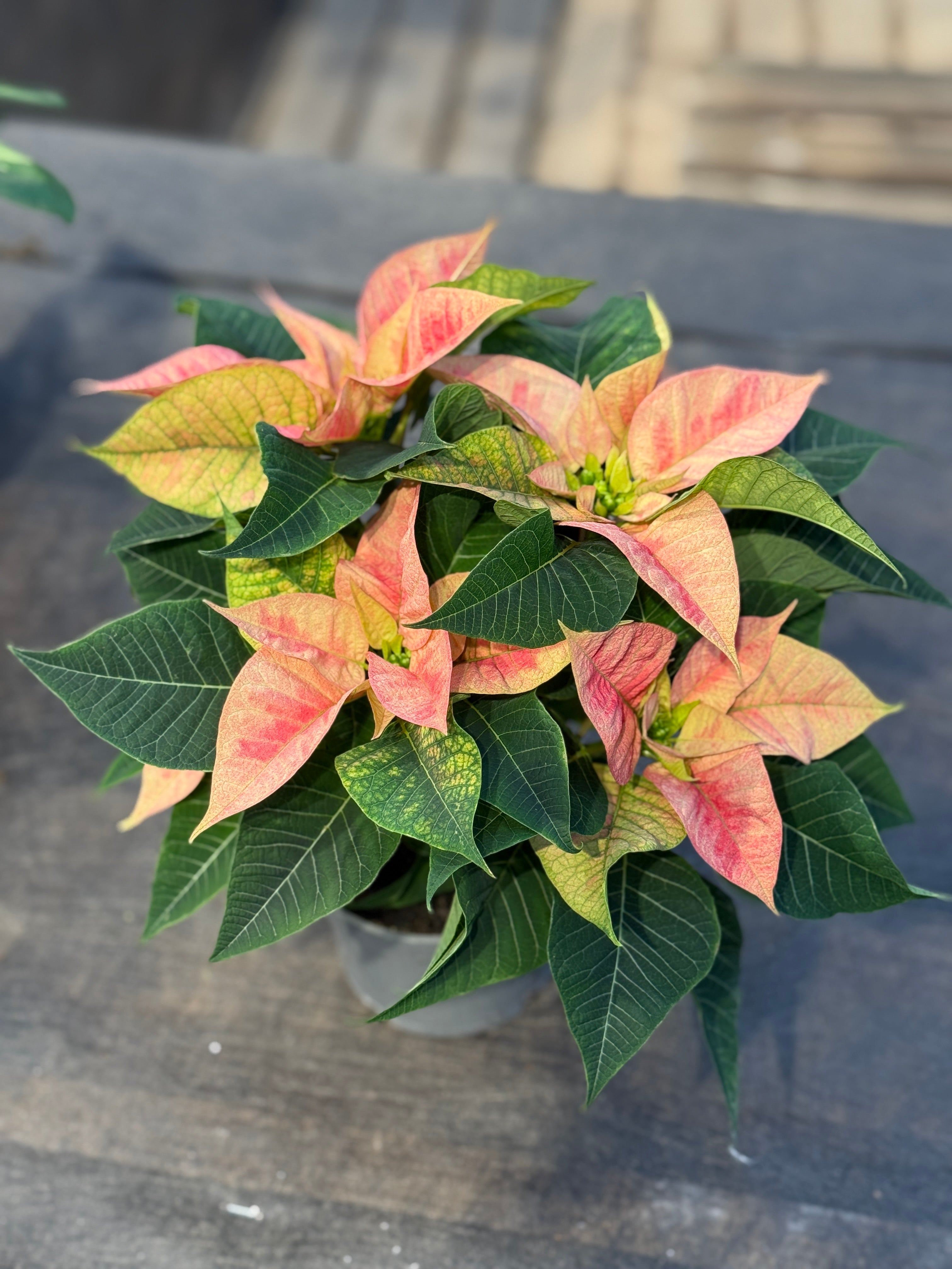 Juelstjerne Pink Champagne