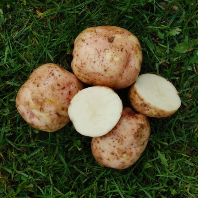 Settepotet Kerrs Pink 2,5kg