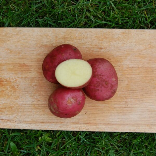 Settepotet Nansen 2,5kg