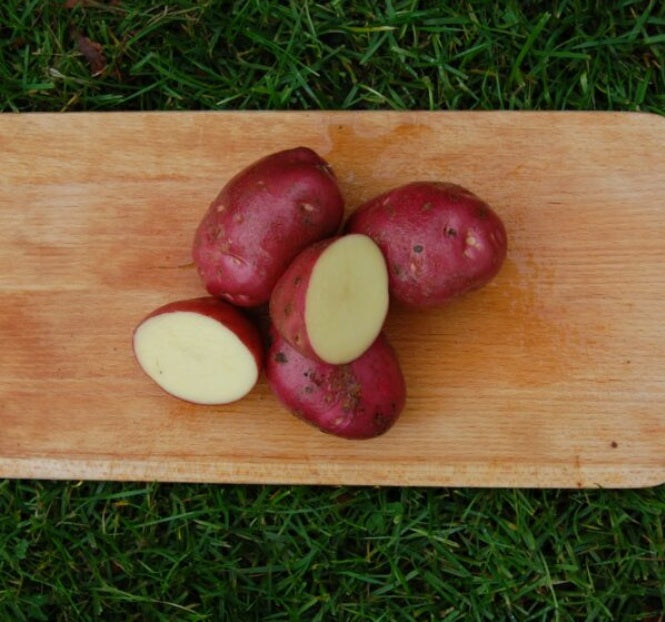 Settepotet Pimpernel 2,5kg