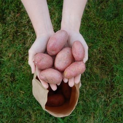 Settepotet Evolution 2,5kg