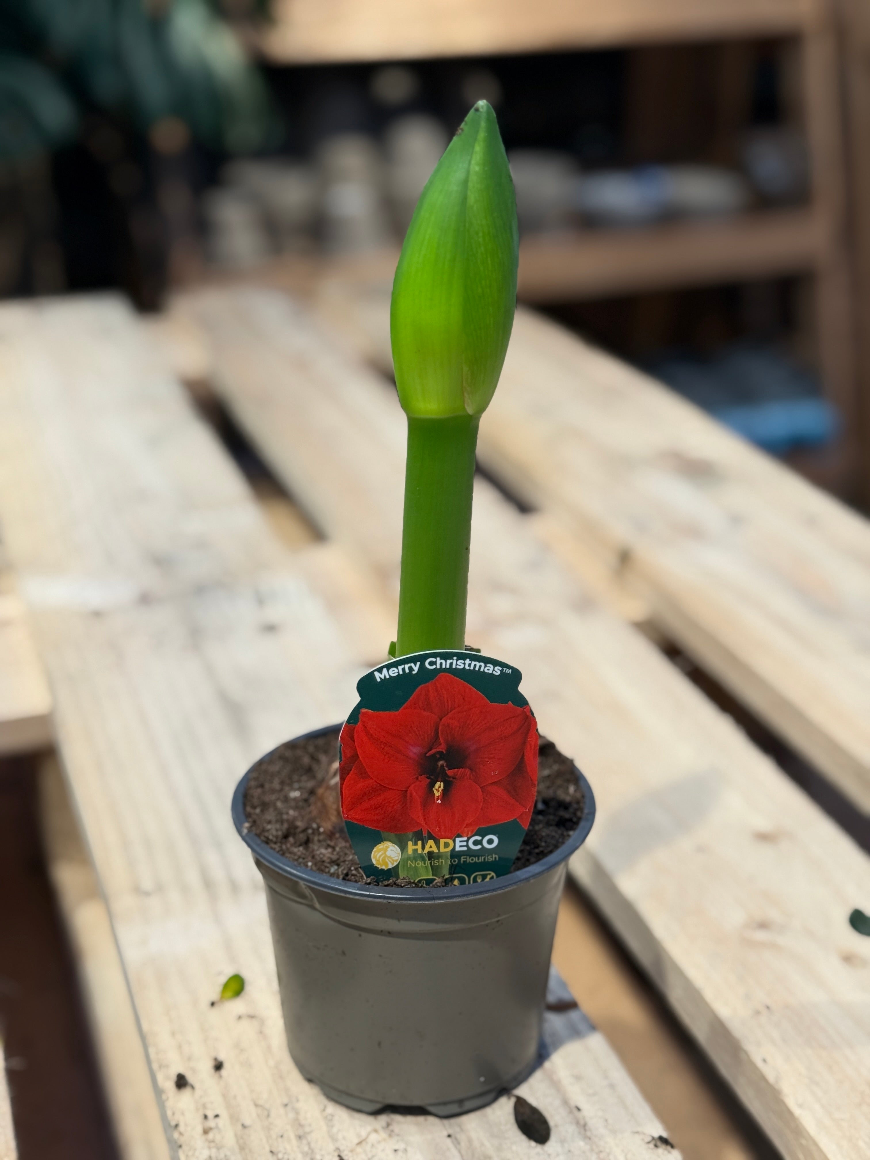 Amaryllis, Rød
