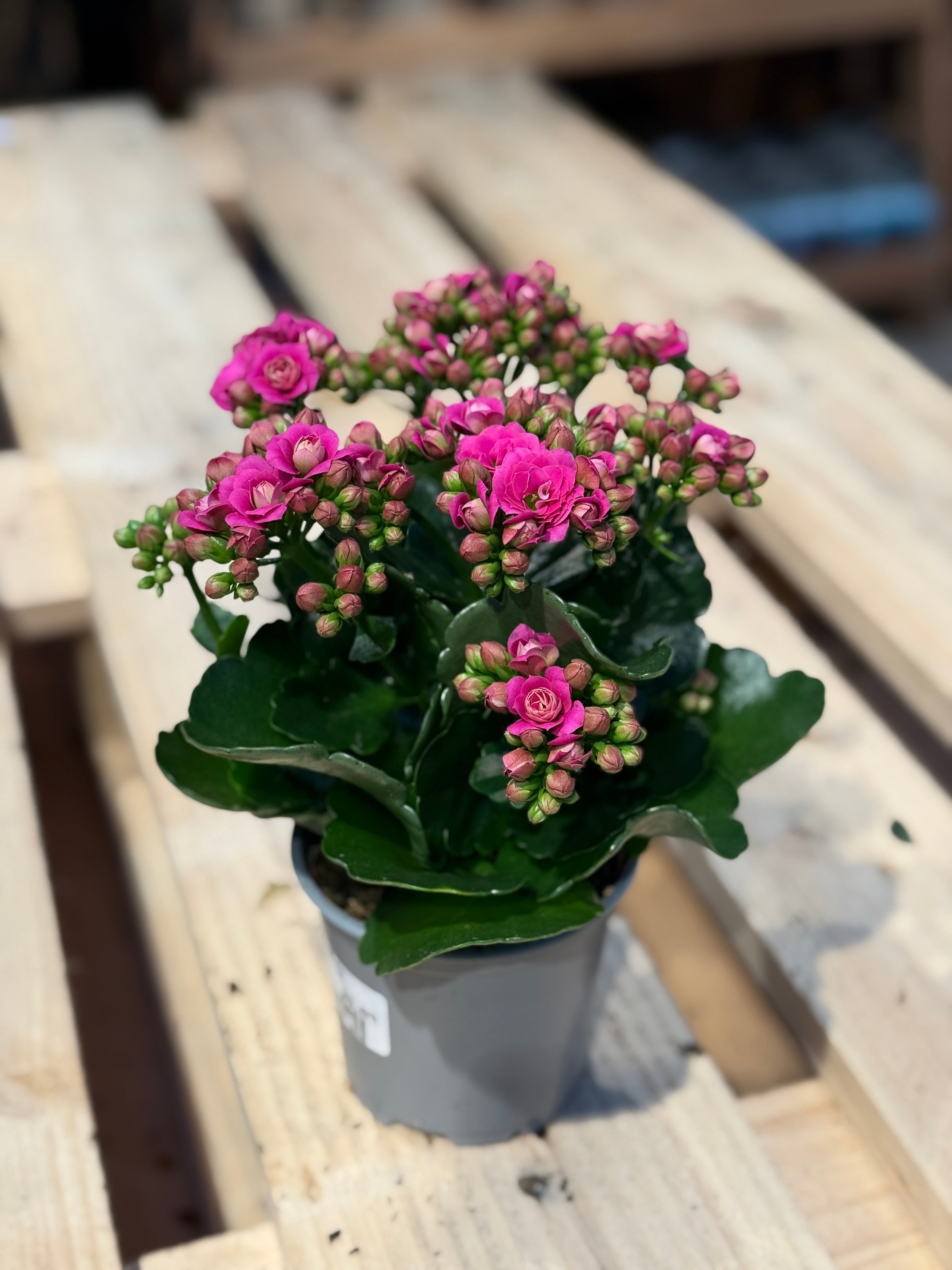 Kalanchoe, Lilla
